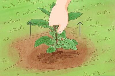 How to Get Rid of Pokeweed