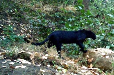 Rare Black Panther Spotted in Odisha's Sundergarh Forest