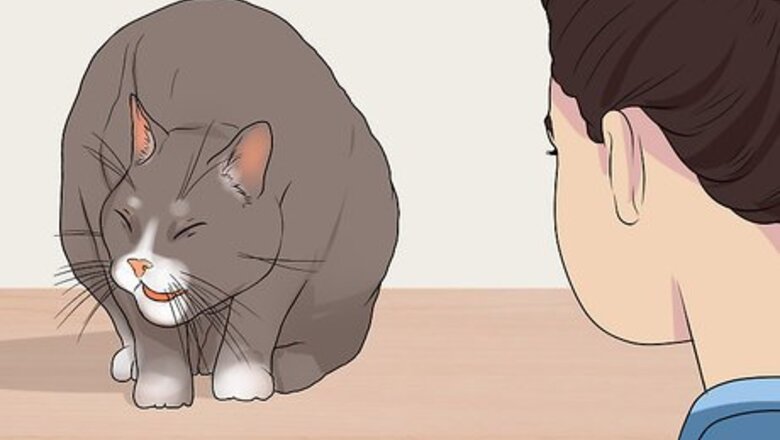 How to Diagnose and Treat Chylothorax in Cats
