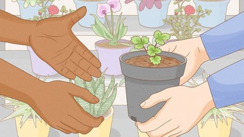 How to Grow Strawberries in a Pot