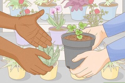 How to Grow Strawberries in a Pot