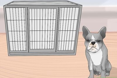 How to Train Boston Terriers
