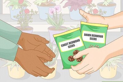 How to Grow Redwoods from Seed