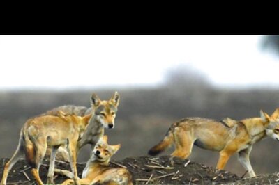 Why Are Wolves Back to Hunting Children in UP's Hinterland after 30 Years? Here's What Scientists Say