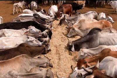 J&K HC bans beef across the state, asks government to strictly follow orders