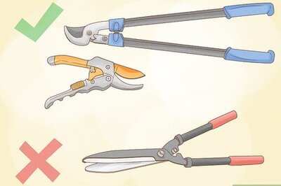 How to Prune Mock Orange Shrubs