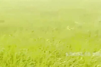 Mysuru Farmers Grow Paddy With Pre-monsoon Rain Water