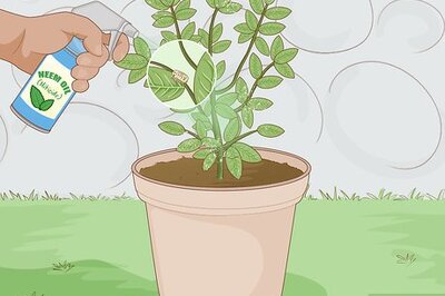 How to Get Rid of Plant Mites