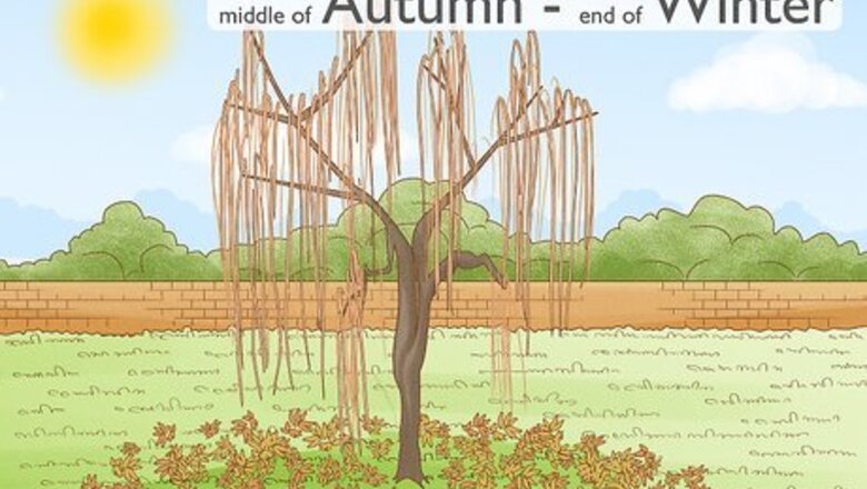 How to Root a Willow Tree