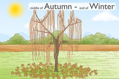 How to Root a Willow Tree