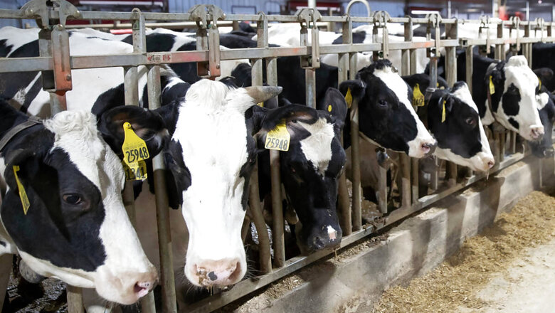 Amul Seeks Removal of Videos Claiming They Are Cruel to Cows; HC Asks Google, Facebook to Respond