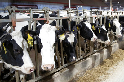 Amul Seeks Removal of Videos Claiming They Are Cruel to Cows; HC Asks Google, Facebook to Respond