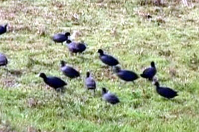 A fifth of world's life at extinction risk