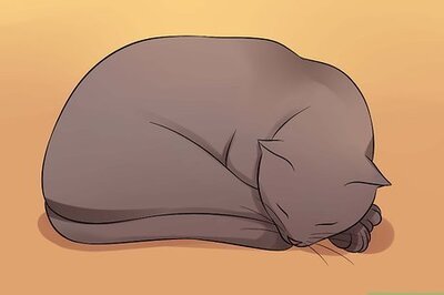 How to Tell if Your Cat is Depressed (and What to Do About It)