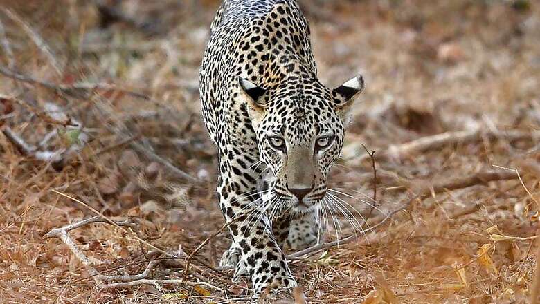 Leopard, Suspected to be a Man-Eater, Captured in West Bengal