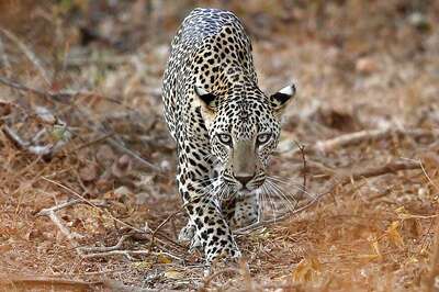 Leopard, Suspected to be a Man-Eater, Captured in West Bengal
