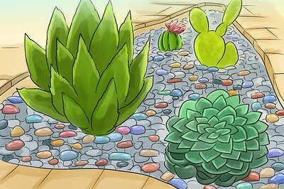 How to Propagate Succulents (Without Rooting Hormones)