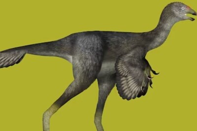 Robotic Dinosaur To Explain The Origins Of 124 Million Years Old Caudipteryx