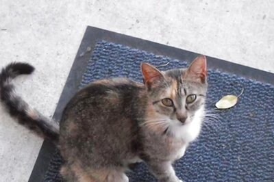 This 29-year-old Cat May Soon Make It To Guinness World Record As World's Oldest Feline