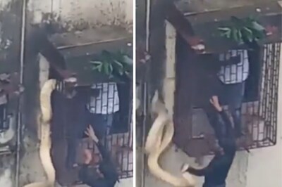Bone-chilling Video: Men Rescue Giant Snake From Residential Building In Thane