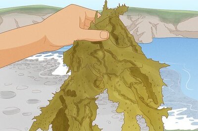 How to Make Liquid Seaweed Fertilizer with Fresh or Dried Seaweed