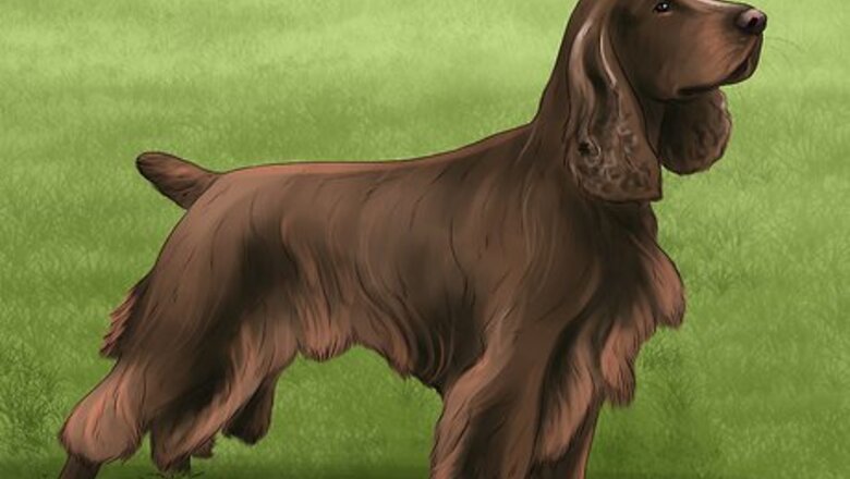 How to Identify a Field Spaniel