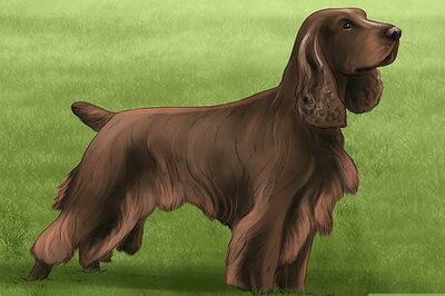How to Identify a Field Spaniel
