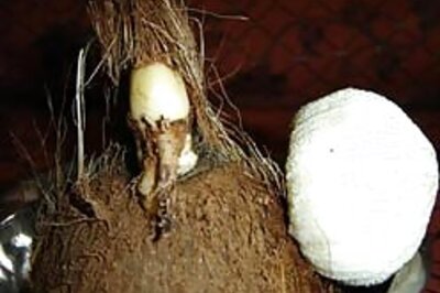 Cit Journo: Ganpati's Miracle 