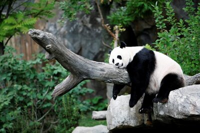 'A Good Day': Giant Panda's Pregnancy Brings Cheer to US National Zoo