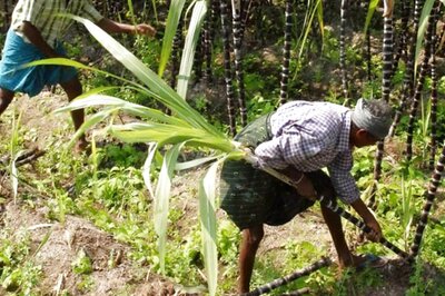 Record Increase in UP's Sugarcane Yield, Farmers' Income After Area of Cultivation Widens in Last 4 Years