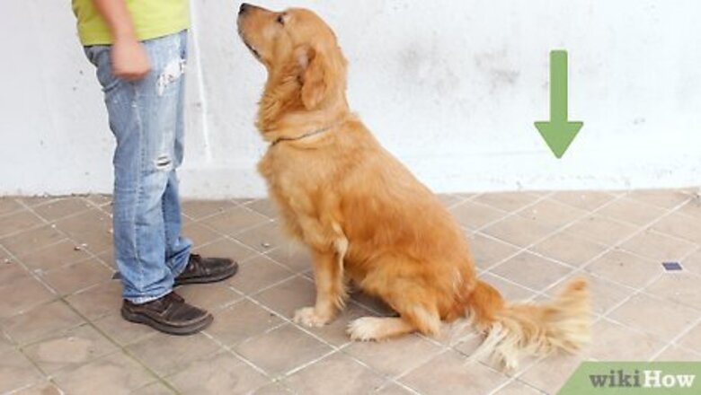 How to Teach a Dog to Lie Down