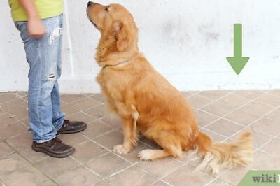 How to Teach a Dog to Lie Down