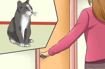 How to Keep a Cat Calm During Fireworks