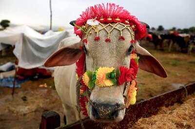 News Digest: Haryana Now has a Nodal Officer to Protect 'Gau Mata'