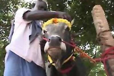 12 injured as Jallikattu kicks off in TN