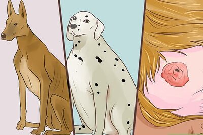 How to Diagnose Metabolic Disease in Older Dogs