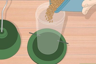 How to Get Rid of Blackbirds (Without Getting Rid of Other Birds)