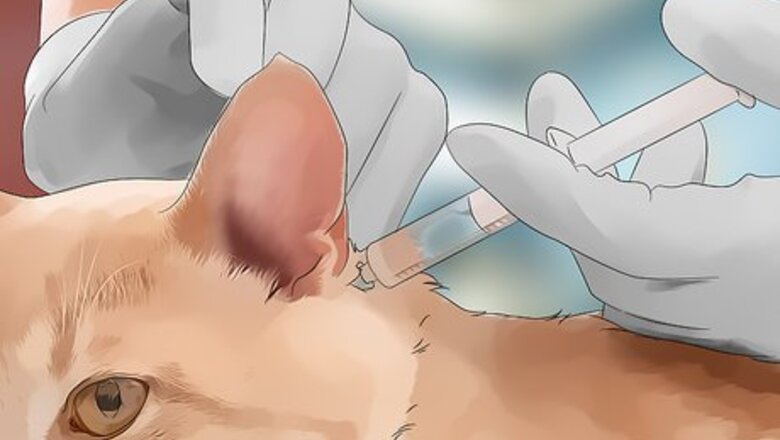 How to Protect Your Cat from Mosquito Bites
