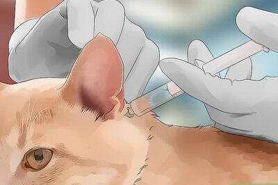 How to Protect Your Cat from Mosquito Bites