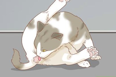 How to Diagnose and Treat Anal Gland Disease in Cats