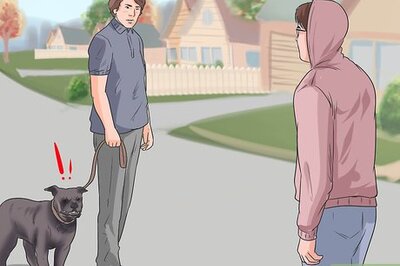 How to Get Your Dog to Be Nice to Strangers