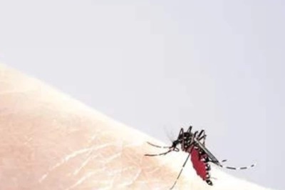 Dengue's 'Sting Operation' Rampant in Kolkata; Experts Tell You How to Stay Safe