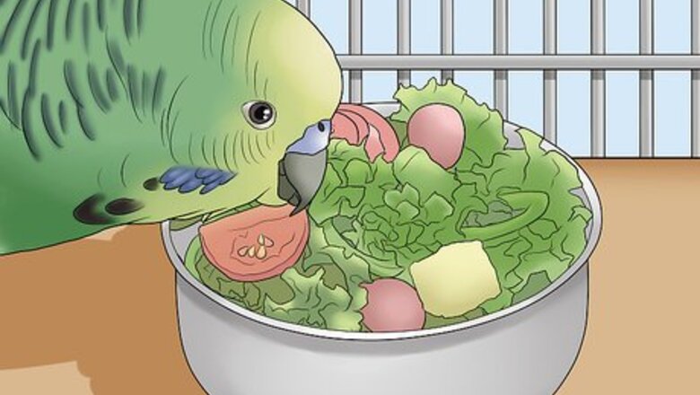 How to Amuse Your Parakeet or Other Bird