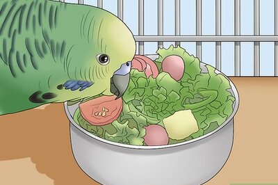 How to Amuse Your Parakeet or Other Bird