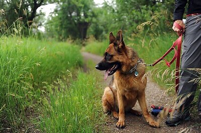 Dog rescued in US after buried alive in sinkhole for 72 hours