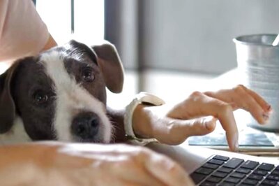 Mumbaikars Or Delhiites, Metros Go Big On Petcare; This Much They Spend Monthly On Pets