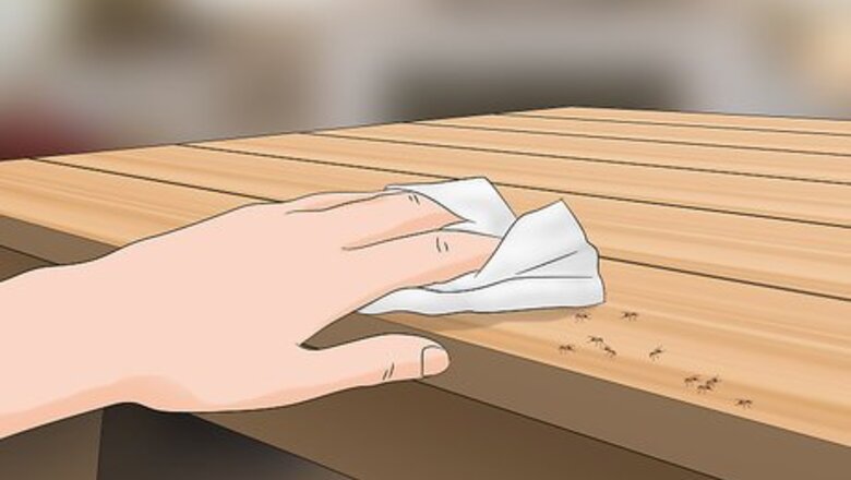 How to Kill Ants in Your House