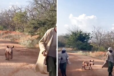 Rescued Baby Rhino Plays With Caretakers At Kenya's National Park In This Heartwarming Video