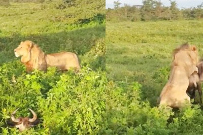 Lion Hunts A Sleeping Wildebeest In This Bone-Chilling Video