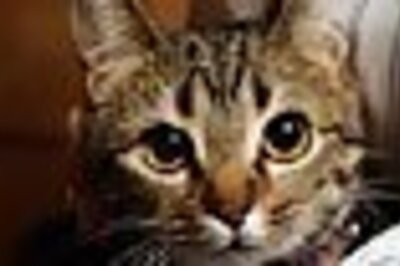 Missing cat found in owner's suitcase